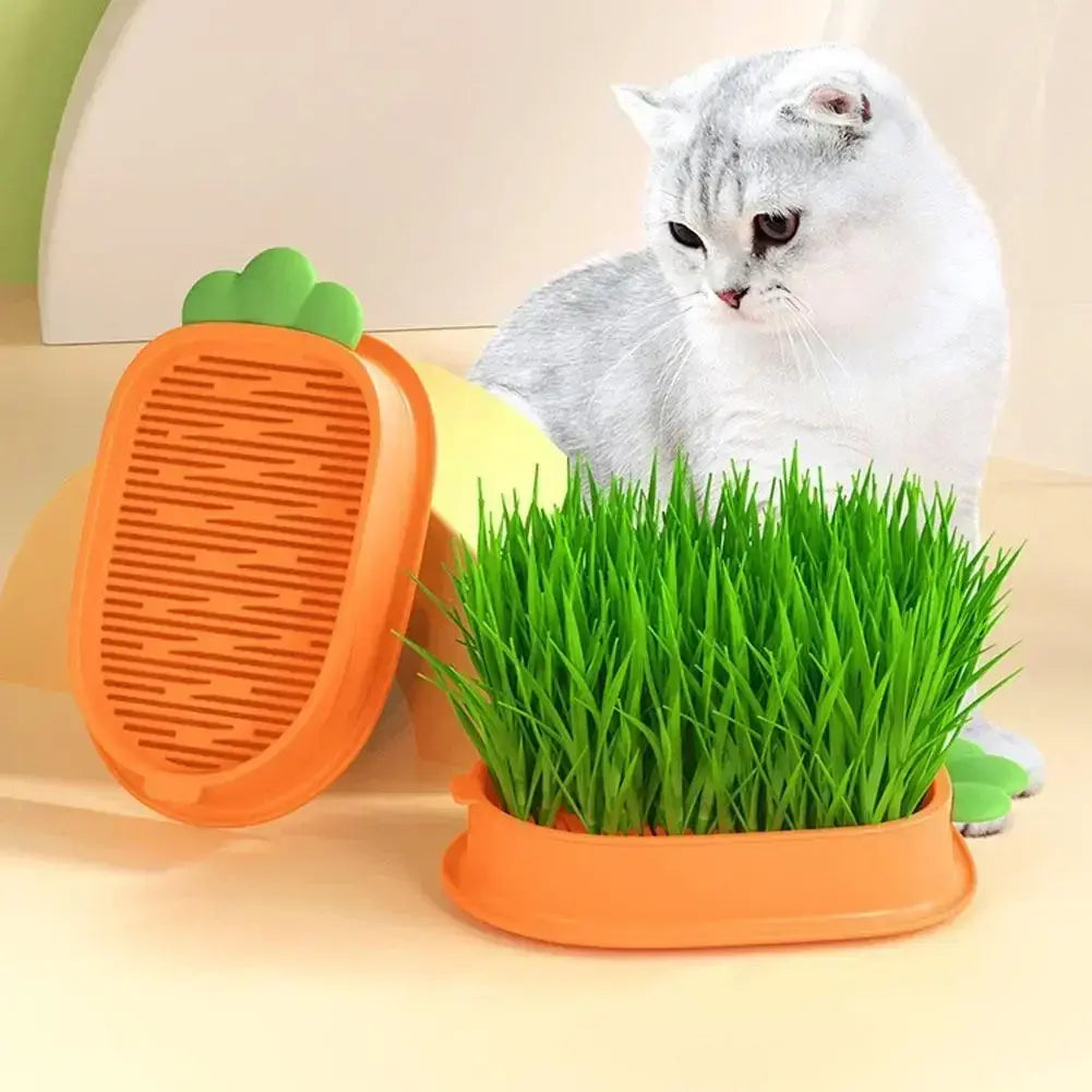 DIY Cat Grass Kit – Carrot Design Grass Planting Box with Seeds