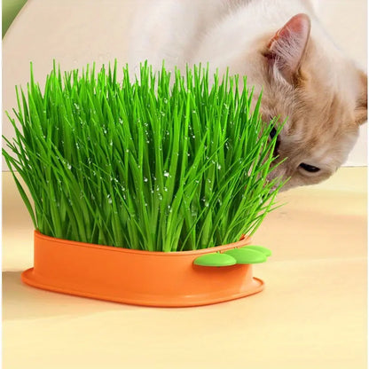 DIY Cat Grass Kit – Carrot Design Grass Planting Box with Seeds