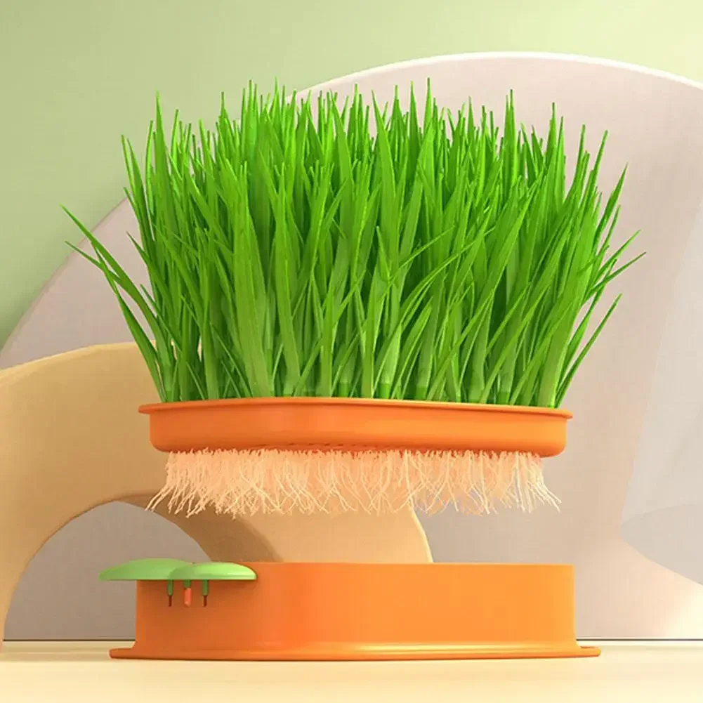 DIY Cat Grass Kit – Carrot Design Grass Planting Box with Seeds