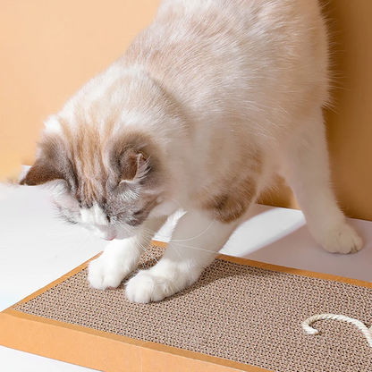 cat scratching board