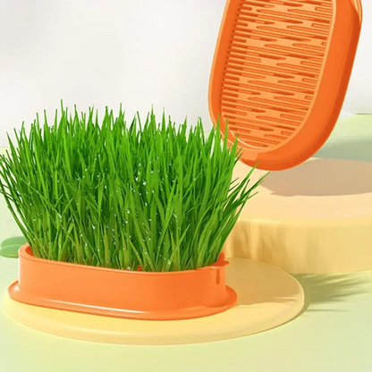 DIY Cat Grass Kit – Carrot Design Grass Planting Box with Seeds